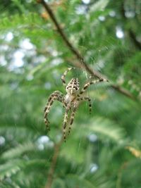 Close-up of spider on web