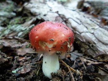 Close-up of fly agaric mushroom on field