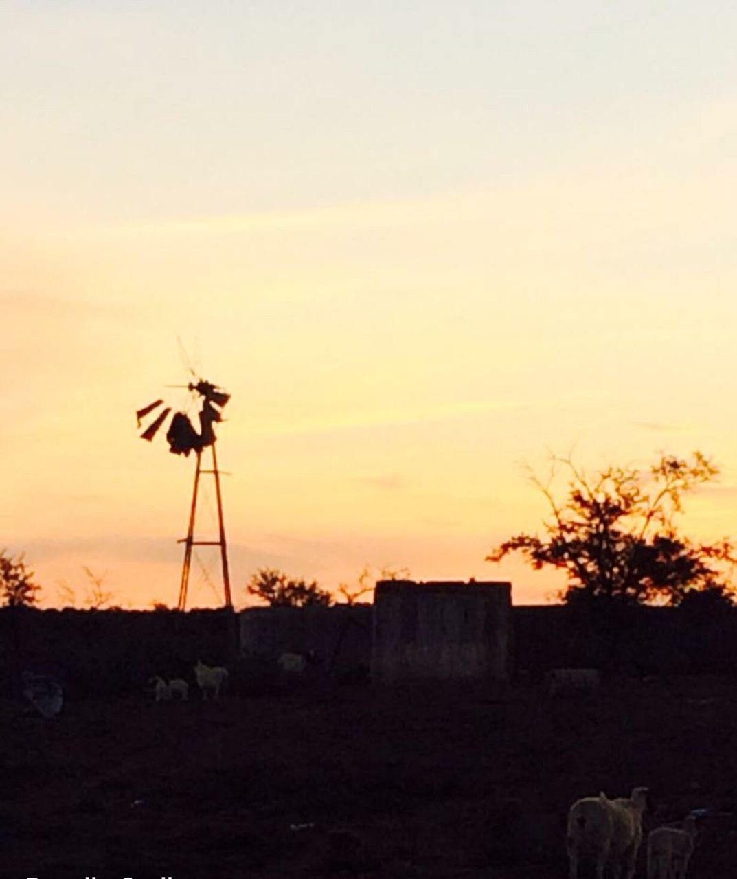 sunset, silhouette, orange color, copy space, landscape, field, clear sky, sky, tree, windmill, building exterior, built structure, rural scene, wind power, environmental conservation, nature, architecture, fuel and power generation, tranquility, wind turbine