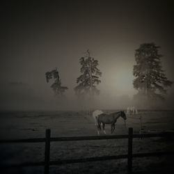 Horse in foggy weather