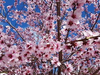 Low angle view of pink cherry blossom