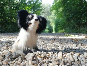 Portrait of a dog