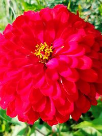 Close-up of bee on red flower