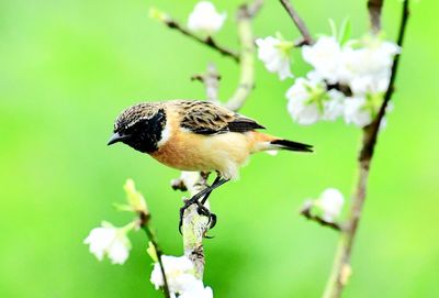 Close-up of bird perching on flower