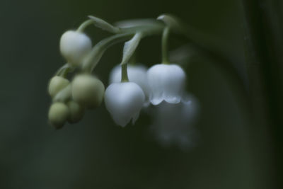 Close-up of whiter flowering plant