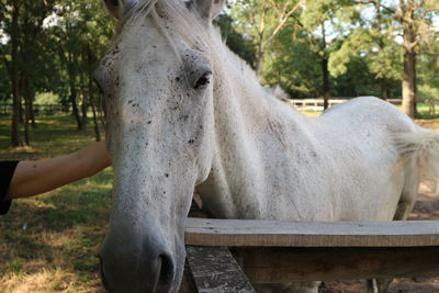 Close-up of hand feeding horse on field