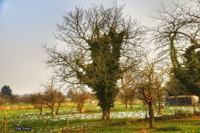 Trees on field against sky