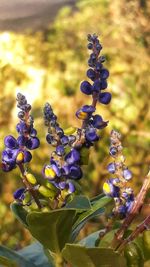 Close-up of purple flowering plant