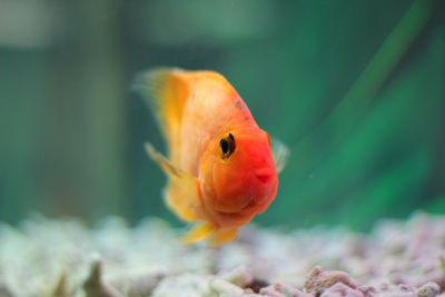 Close-up of goldfish swimming in tank