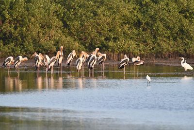 Flock of birds in lake