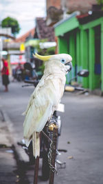 Close-up of bird