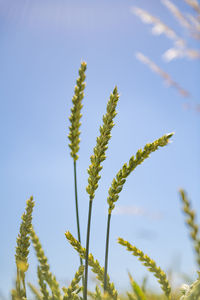plant