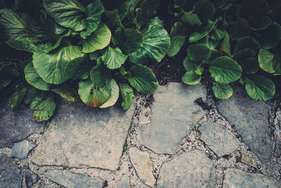 High angle view of plants growing by footpath