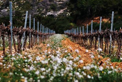 Plants growing on field