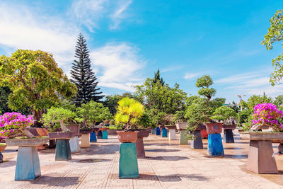 Potted plants and trees against blue sky