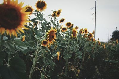 Sunflowers growing on field against sky