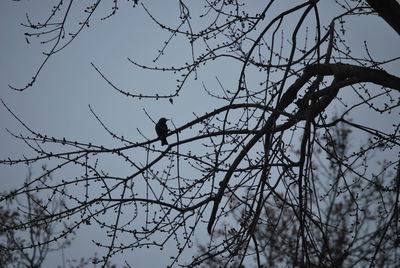 Low angle view of bird perching on tree against sky