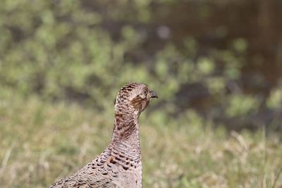 Close-up of a female pheasant