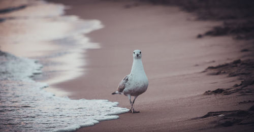 Seagull perching on sand at beach against sky