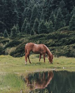 Horse grazing on field