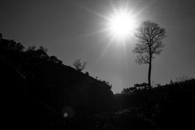 Trees on landscape against clear sky