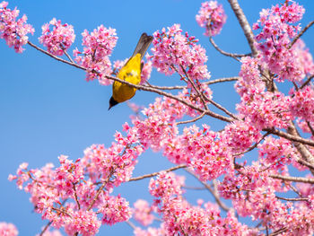 Low angle view of cherry blossoms in spring