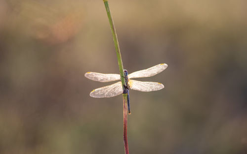 Close-up of dragonfly on plant