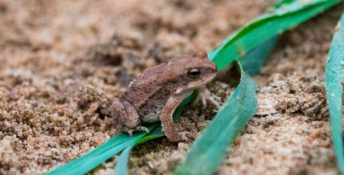Close-up of lizard on land
