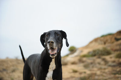 Close-up portrait of dog against clear sky