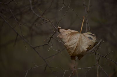 Close-up of dry leaf on branch