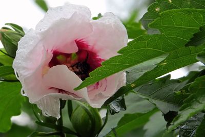 Close-up of pink rose