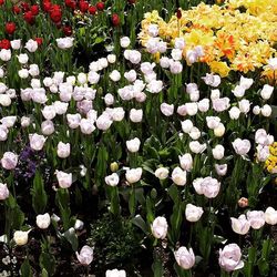 Full frame of flowers blooming in field