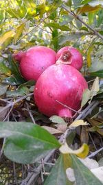 Close-up of apples on tree