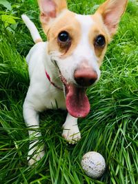 Close-up portrait of dog sticking out tongue on field