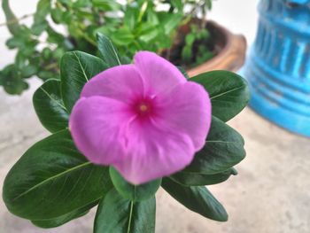 Close-up of purple flower