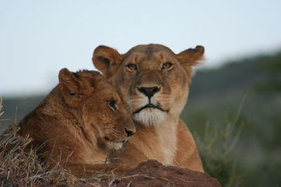 Portrait of a lion