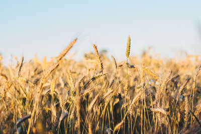 Close-up of wheat field against clear sky