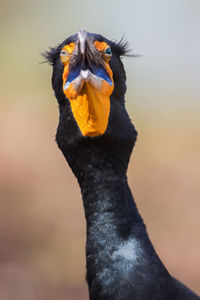 Close-up of bird outdoors