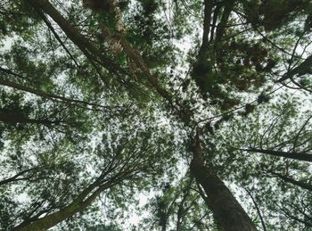 Low angle view of trees against sky