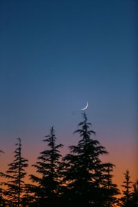 Low angle view of silhouette trees against sky during sunset