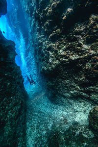 View of coral swimming in sea