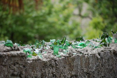 Broken bottles put on the walls for safety