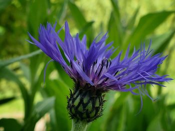 Close-up of purple flowering plant