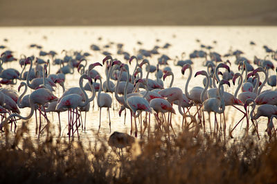 Flock of birds on field