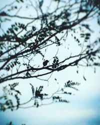 Low angle view of bird perching on tree against sky