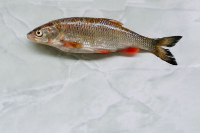 High angle view of fish in water