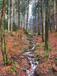 Scenic view of forest during autumn