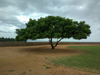 Trees on field against sky