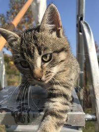 Close-up portrait of a cat