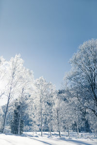 Snow covered trees against sky